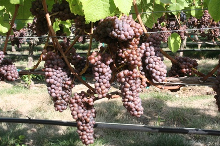 <strong>Pinot Gris</strong>
